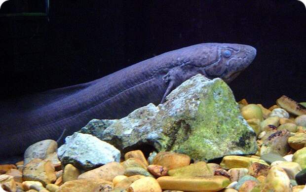 Протоптеры