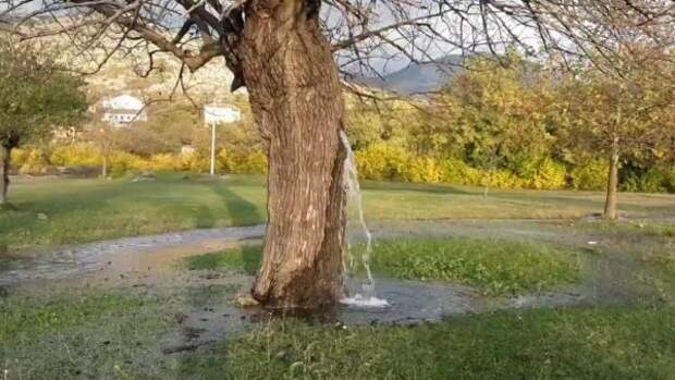 Дерево-фонтан в Черногории