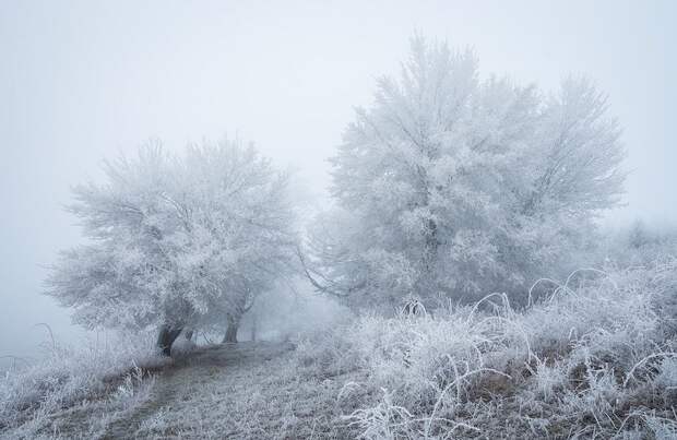 Зимняя сказка: фантастические фото заснеженных лесов 