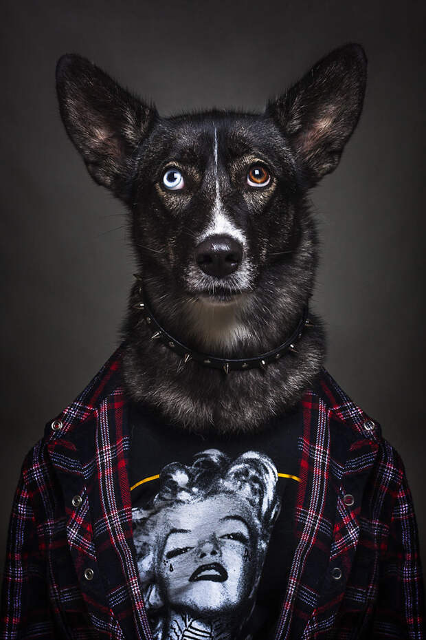 5. Скалли портреты животных, собаки, фотопроект