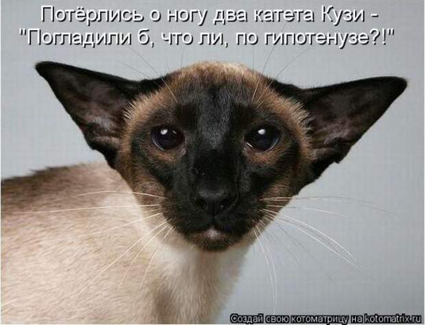 Котоматрицы(картинки с надписями)
