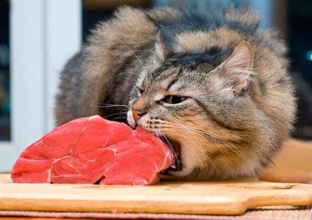Картинки по запросу кот не есть мясо