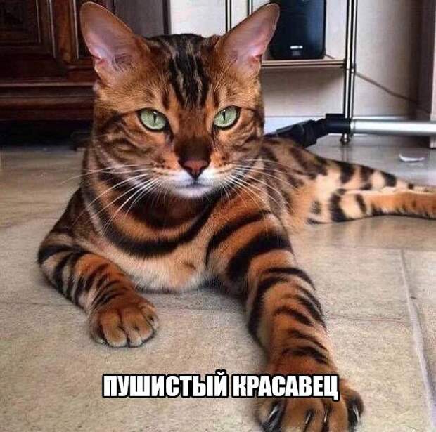 Смешные картинки с надписями приколы, смешные картинки, юмор