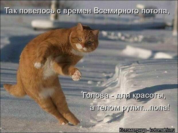 Лучшие котоматрицы недели (50 фото)