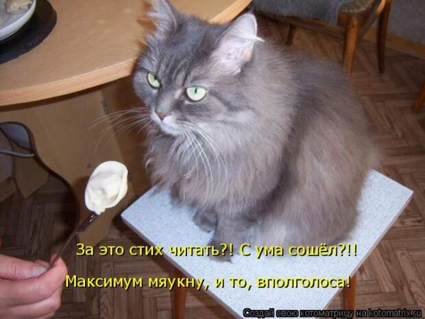 Лучшие котоматрицы недели (50 фото)