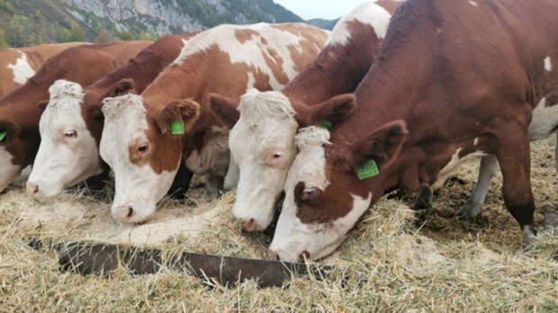 Сотрудники крупного предприятия на Алтае могут лишиться работы из-за пастереллеза