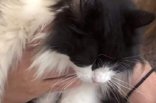 Кошка спит Кошка и рука