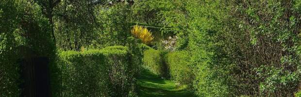 Посадил и забыл: названы самые неприхотливые растения для сада