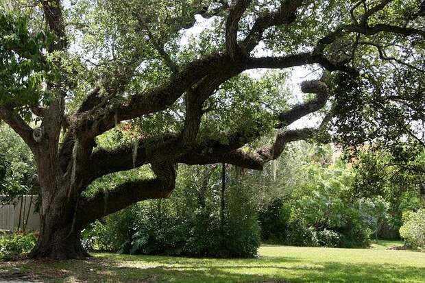 Этот загадочный испанский мох