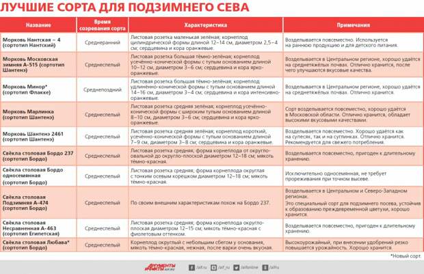 Как правильно садить морковь и свёклу в зиму.