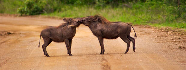 Кустарниковые свиньи. (Wild in Africa)