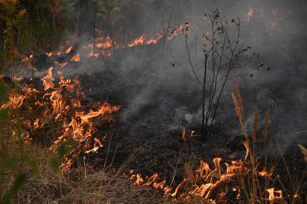 Жители вышли с косами: в Ленобласти буйствующий на двух гектарах пожар подбирается к домам