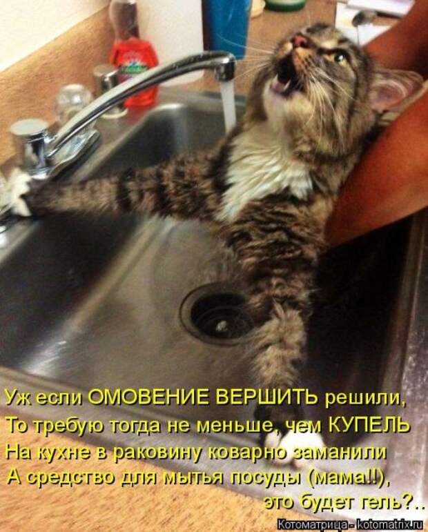 Лучшие котоматрицы недели (51 фото)
