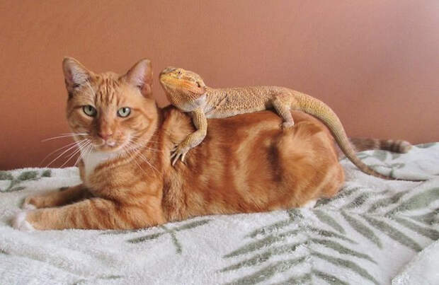 Котики и ящерицы, которые смогли стать друзьями
