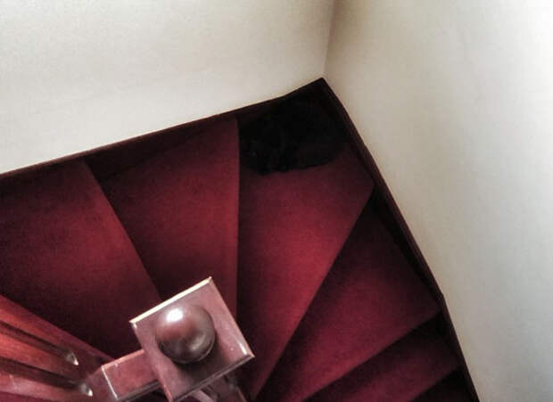 find-hidden-cat-camouflage-hide-and-seek-catouflage-43-583570bdace5f__605