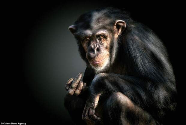 Шимпанзе и ее реакция на съемку  животные, фотография