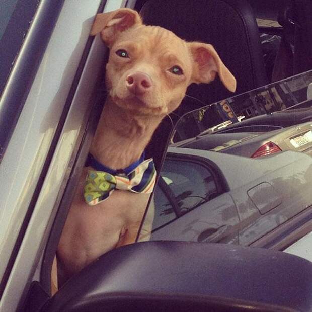 собака сидящая в машине