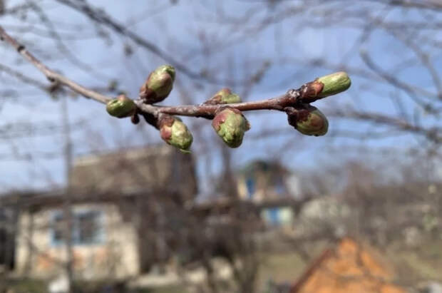 Эксперт Васецкий рассказал, как подготовить участок к дачному сезону