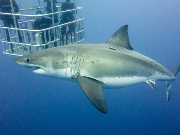 Не каждый осмелится нырнуть на дно океана, чтобы увидеть живую белую акулу.