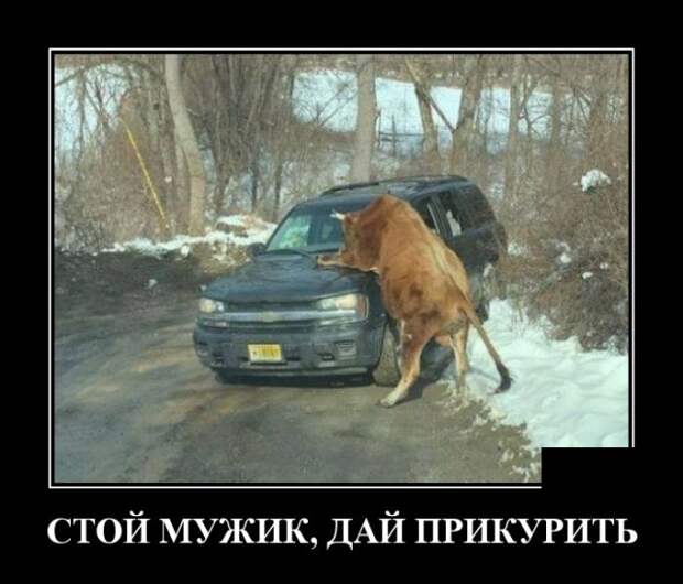 Демотиваторы (30 фото)