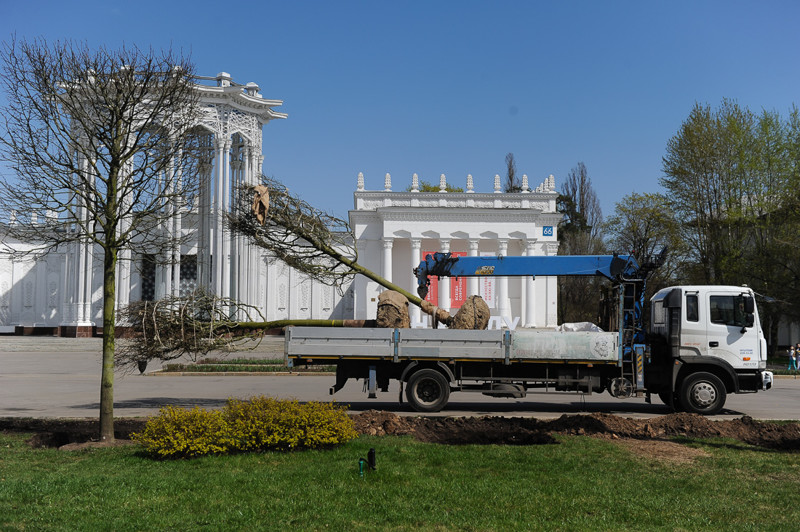 Посадка немецких лип на ВДНХ вднх, москва, урбанистика