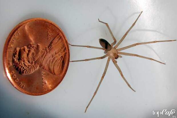 Список опасных пауков: Коричневый паук отшельник