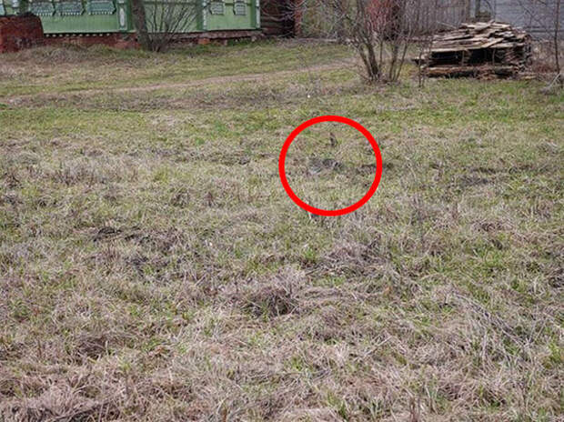 find-hidden-cat-camouflage-hide-and-seek-catouflage-185