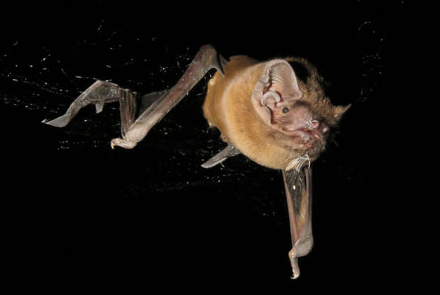 Гигантская вечерница (Nyctalus lasiopterus)