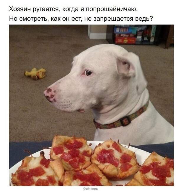 Собаки, которые поняли эту жизнь Собака, хитрые твари, длиннопост