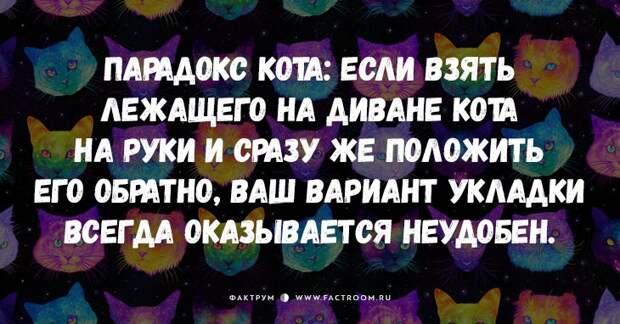 25 самых смешных анекдотов про кошек и котов