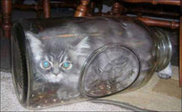 Коты в жидкой форме