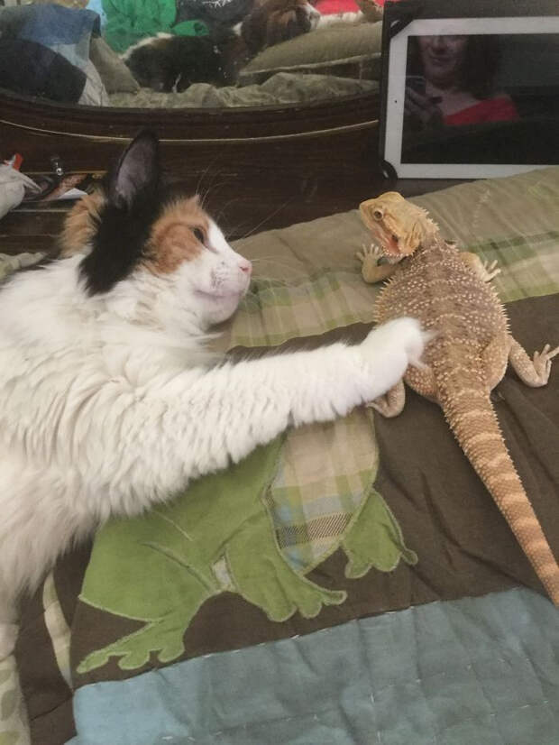 Котики и ящерицы, которые смогли стать друзьями
