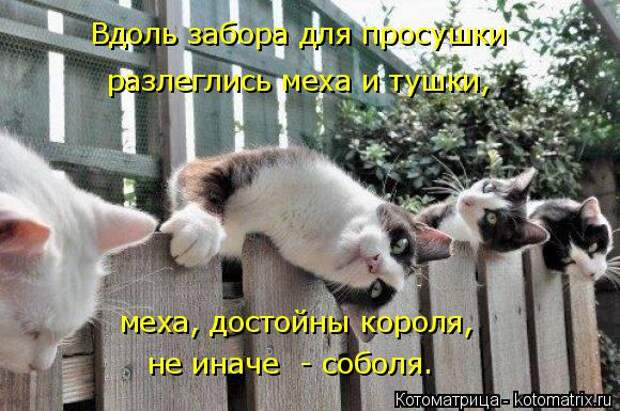 Котоматрица: Вдоль забора для просушки разлеглись меха и тушки, меха, достойны короля, не иначе  - соболя.