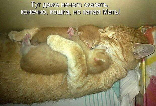 Лучшие котоматрицы недели