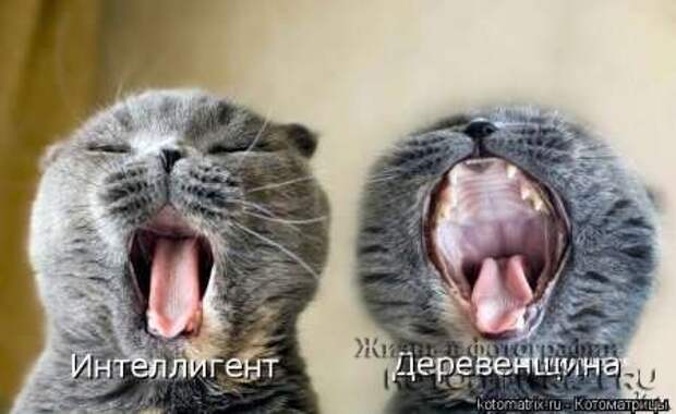 Сборка котоматриц