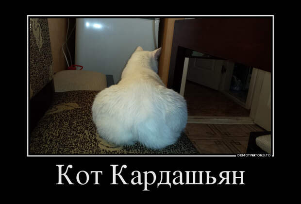 Кот Кардашьян демотиватор, юмор