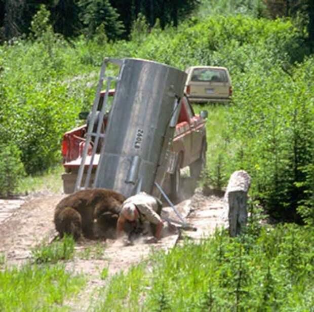 1. Нападение гризли на егеря в Йеллоустонском парке, 1987 г. дикие животные, нападение медведя, нападение хищника