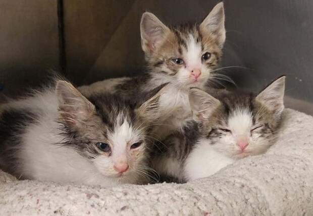 маленькие котята