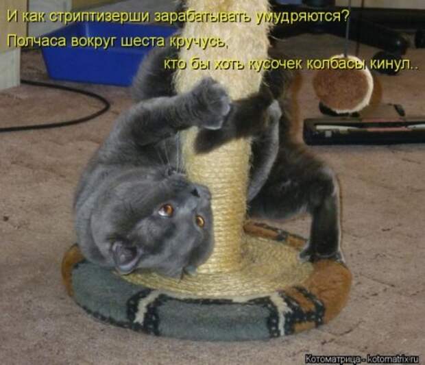 Лучшая котоматрица недели (26 шт)