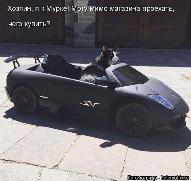 Самые лучшие котоматрицы прошедшей недели Самые лучшие котоматрицы прошедшей недели