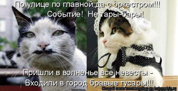 1474017300_kotomatricy-1