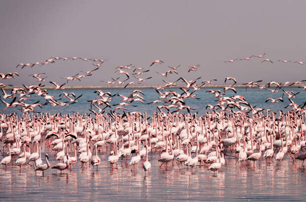Некоторые колонии фламинго постоянно живут на одной и той же территории, но большинство кочует, перелетая на небольшие расстояния к местам размножения или при недостатке корма в мире, животные, животный мир, жизнь, интересное, мигрант, мигранты, подборка