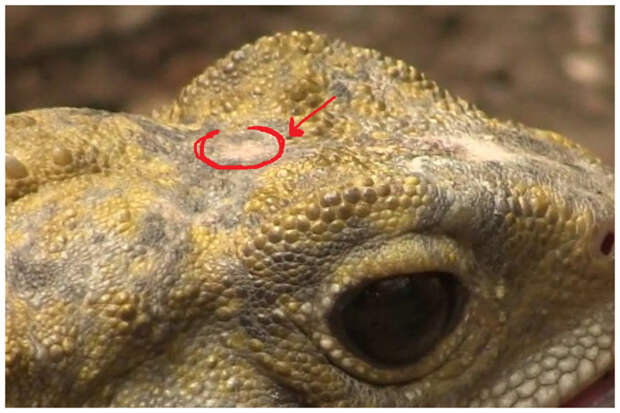 Туатара имеет третий глаз всего полгода после рождения, затем он зарастает чешуей и становится практически невидим. tuatara, животные, фауна, ящерица
