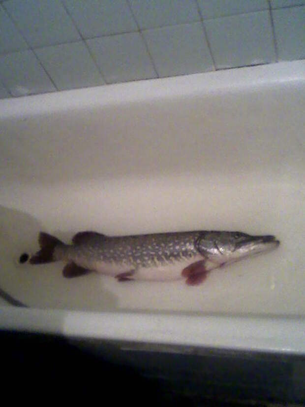 Домашняя щука видео. Рыба в ванне. Щука в ванной. Большая щука ванной. Домашняя щука.