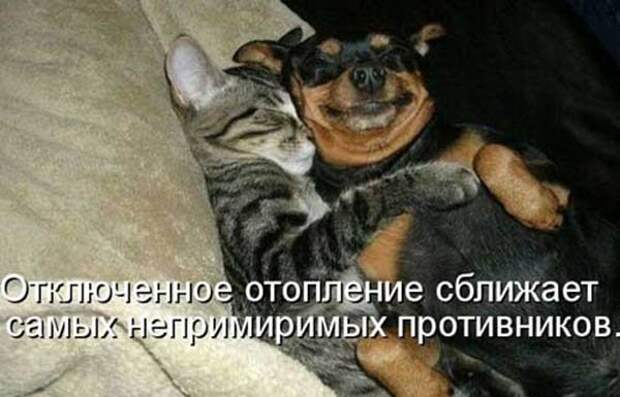 Кошка плюс собака: милые и смешные приколы с животными