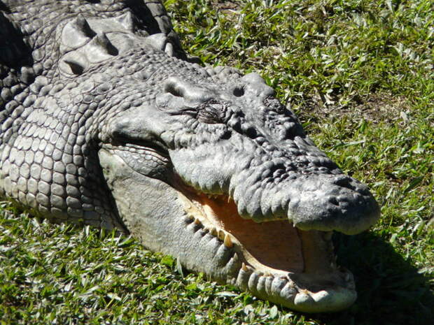 Гребнистый крокодил животные, крокодил, крокодилы, факты