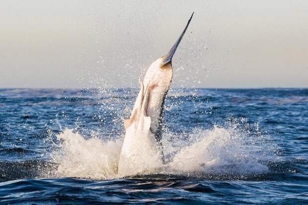 Невероятный момент: большая белая акула выпрыгивает из воды, чтобы поймать тюленя