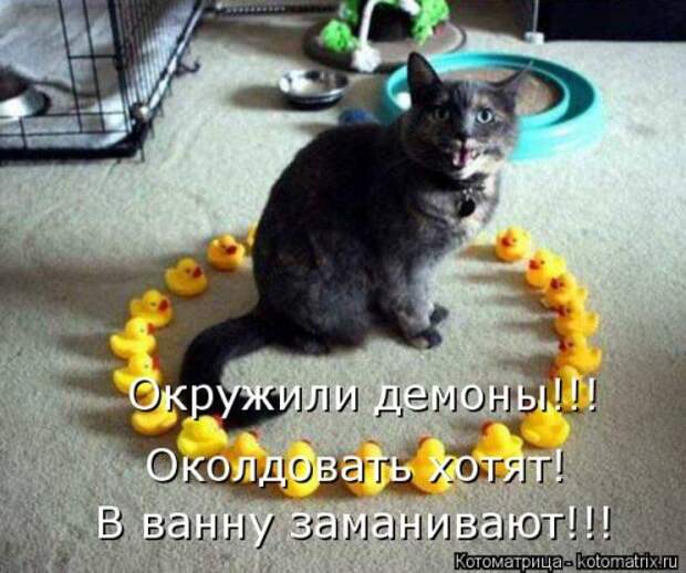 Свежая котоматрица для настроения (32 фото)