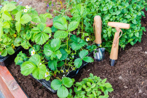 Для пенсионеров из Марфина откроется новый курс по садоводству