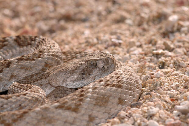 Змея техасский гремучник животные, маскировка